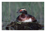 Horned Grebe Parent Incubating Eggs On Floating Nest, North America-Paper Art-26,,X18,,