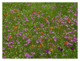 Pointed Phlox And Indian Paintbrushes In Bloom, Hill Country, Texas-Paper Art-18,,X14,,