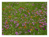 Pointed Phlox And Indian Paintbrushes In Bloom, Hill Country, Texas-Paper Art-26,,X20,,