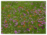 Pointed Phlox And Indian Paintbrushes In Bloom, Hill Country, Texas-Paper Art-42,,X32,,