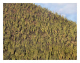 Organ Pipe Cactus Cluster Covering Hillside, Guaymas, Sonora, Mexico-Paper Art-26,,X20,,