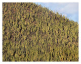 Organ Pipe Cactus Cluster Covering Hillside, Guaymas, Sonora, Mexico-Paper Art-34,,X26,,