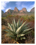 Chisos Agave And The Chisos Mountains, Big Bend National Park, Texas-Paper Art-26,,X34,,