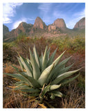 Chisos Agave And The Chisos Mountains, Big Bend National Park, Texas-Paper Art-32,,X42,,