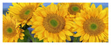 Common Sunflower Group Showing Symmetrical Seed Heads, North America-Paper Art-42,,X17.2,,
