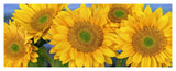 Common Sunflower Group Showing Symmetrical Seed Heads, North America-Paper Art-46,,X18.72,,