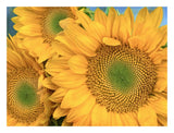 Common Sunflower Group Showing Symmetrical Seed Heads, North America-Paper Art-26,,X20,,