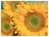 Common Sunflower Group Showing Symmetrical Seed Heads, North America-Paper Art-50,,X38,,
