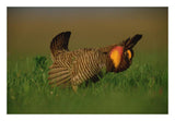 Greater Prairie Chicken Male In Courtship Display, Eagle Lake, Texas-Paper Art-26,,X18,,