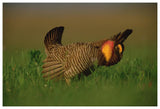 Greater Prairie Chicken Male In Courtship Display, Eagle Lake, Texas-Paper Art-62,,X42,,