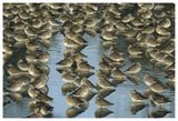 Long-Billed Dowitcher Flock Sleeping In Shallow Water, North America-Paper Art-62,,X42,,