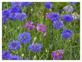 Cornflower And Pointed Phlox Blooming In Grassy Field, North America-Paper Art-42,,X32,,