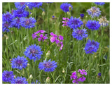 Cornflower And Pointed Phlox Blooming In Grassy Field, North America-Paper Art-50,,X38,,