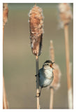 Marsh Wren Singing While Perching On A Common Cattail, North America-Paper Art-14,,X20,,