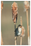 Marsh Wren Singing While Perching On A Common Cattail, North America-Paper Art-34,,X50,,