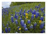 Bluebonnet And Texas Yellowstar Meadow, Cedar Hill State Park, Texas-Paper Art-26,,X20,,