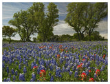 Sand Bluebonnets And Indian Paintbrush In Bloom, Hill Country, Texas-Paper Art-50,,X38,,