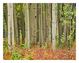 Aspen Trees And Fireweed, Collegiate Peaks Wilderness Area, Colorado-Paper Art-26,,X20,,