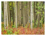 Aspen Trees And Fireweed, Collegiate Peaks Wilderness Area, Colorado-Paper Art-34,,X26,,