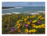 California Poppy And Iceplant, Montano De Oro State Park, California-Paper Art-26,,X20,,