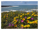 California Poppy And Iceplant, Montano De Oro State Park, California-Paper Art-34,,X26,,