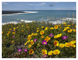 California Poppy And Iceplant, Montano De Oro State Park, California-Paper Art-42,,X32,,