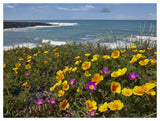 California Poppy And Iceplant, Montano De Oro State Park, California-Paper Art-50,,X38,,