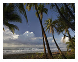 Palm Trees On The Beach Near Marino Ballena National Park, Costa Rica-Paper Art-26,,X20,,