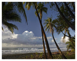 Palm Trees On The Beach Near Marino Ballena National Park, Costa Rica-Paper Art-42,,X32,,