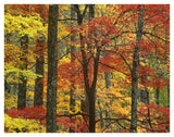 Maple Trees In Autumn, Great Smoky Mountains National Park, Tennessee-Paper Art-42,,X32,,