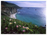 Ice Plant Or Hottentot Fig Big Sur Coast Near Bixby Creek, California-Paper Art-50,,X38,,