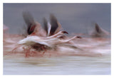 Lesser Flamingo Flock Taking Flight From The Surface Of A Lake, Kenya-Paper Art-20,,X14,,