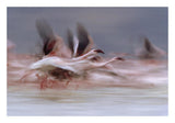 Lesser Flamingo Flock Taking Flight From The Surface Of A Lake, Kenya-Paper Art-26,,X18,,