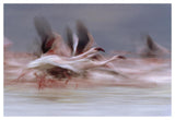 Lesser Flamingo Flock Taking Flight From The Surface Of A Lake, Kenya-Paper Art-50,,X34,,
