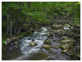 Little Stony Creek Flowing Through Jefferson National Forest, Virginia-Paper Art-50,,X38,,