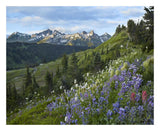 Wildflowers And Tatoosh Range, Mount Rainier National Park, Washington-Paper Art-26,,X22,,