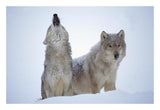 Timber Wolves Close-Up Portrait Of Pair Howling In Snow, North America-Paper Art-26,,X18,,