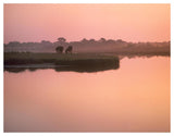 Wild Horse Pair Grazing, Assateague Island National Seashore, Maryland-Paper Art-50,,X38,,