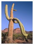 Ajo Mountains And Saguaro Organ Pipe Cactus National Monument, Arizona-Paper Art-14,,X18,,