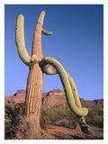 Ajo Mountains And Saguaro Organ Pipe Cactus National Monument, Arizona-Paper Art-26,,X34,,
