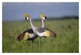 Grey Crowned Crane Couple Courting, Masai Mara National Reserve, Kenya-Paper Art-20,,X14,,