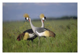 Grey Crowned Crane Couple Courting, Masai Mara National Reserve, Kenya-Paper Art-32,,X22,,