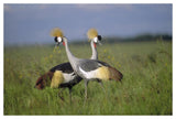 Grey Crowned Crane Couple Courting, Masai Mara National Reserve, Kenya-Paper Art-50,,X34,,