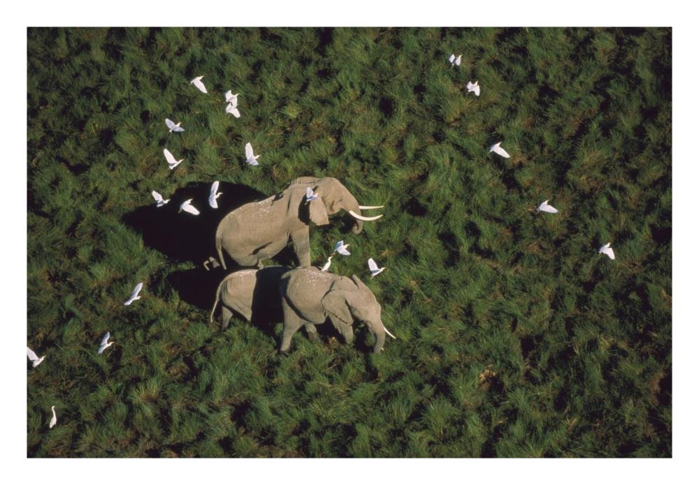 African Elephant Parents And Two Calves With Cattle Egret Flock, Kenya-Paper Art-26,,X18,,