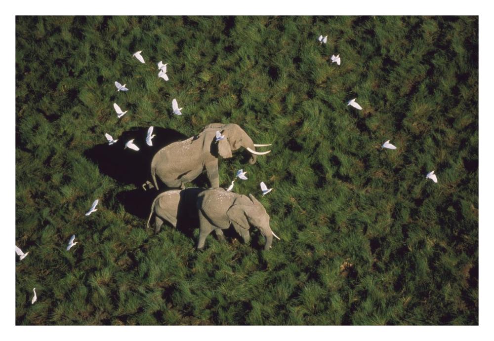 African Elephant Parents And Two Calves With Cattle Egret Flock, Kenya-Paper Art-32,,X22,,