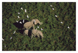 African Elephant Parents And Two Calves With Cattle Egret Flock, Kenya-Paper Art-38,,X26,,