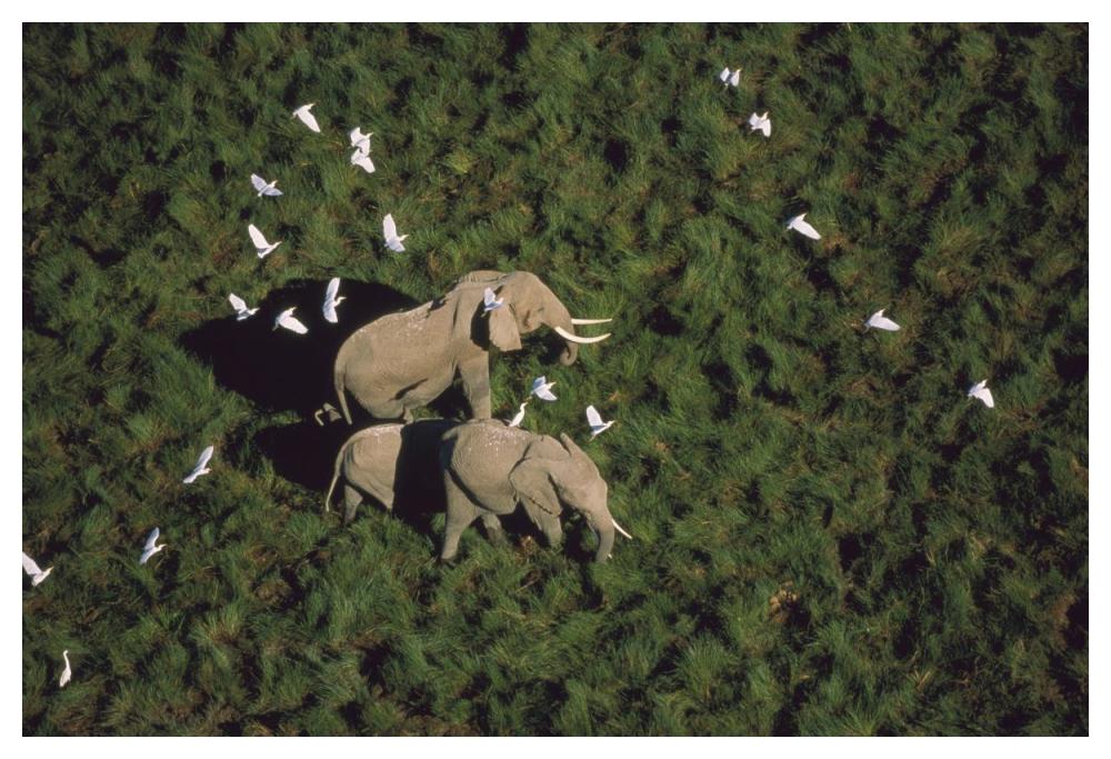 African Elephant Parents And Two Calves With Cattle Egret Flock, Kenya-Paper Art-50,,X34,,