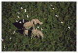 African Elephant Parents And Two Calves With Cattle Egret Flock, Kenya-Paper Art-50,,X34,,