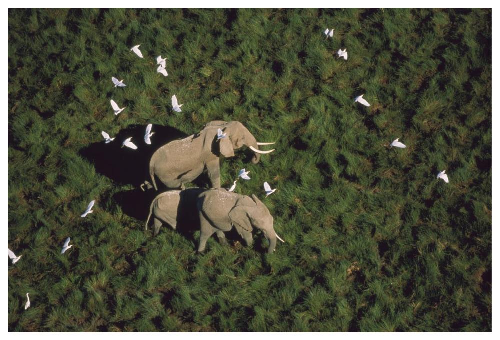 African Elephant Parents And Two Calves With Cattle Egret Flock, Kenya-Paper Art-62,,X42,,
