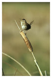 Marsh Wren Singing While Perching On A Common Cattail, Alberta, Canada-Paper Art-14,,X20,,